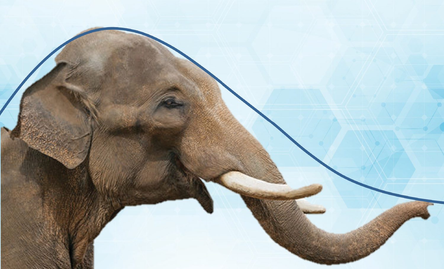 Elephant with graph curve